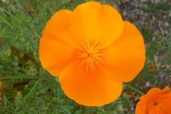 Eschscholzia californica