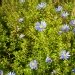 Pâquerette bleue, Agathéa, Aster du cap