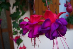 Fuchsia, Clochette