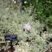 Pâquerette bleue, Agathéa, Aster du cap