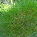 Festuca scoparia - Fétuque
