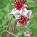 Feijoa, Goyavier du brésil