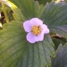Fraisier, Fraise