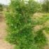 Fagus sylvatica