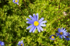 Felicia amelloïdes 'Santa Anita'