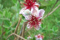 Feijoa, Goyavier du brésil