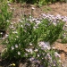 Pâquerette bleue, Aster du cap