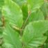 Fagus sylvatica