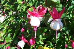 Fuchsia, Clochette