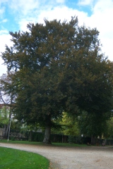Fagus sylvatica 'Purpurea'