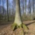 Fagus sylvatica