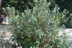 Feijoa sellowiana
