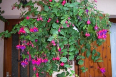 Fuchsia, Clochette