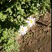 Pâquerette bleue, Agathéa, Aster du cap