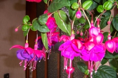 Fuchsia, Clochette