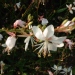 Gaura lindheimeri