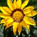 Gazania, Gazanie