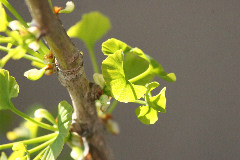 Arbre aux quarantes écus, Ginkgo