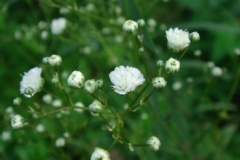 Gypsophila paniculata