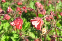 Benoîte des ruisseaux 'leonard's variety'