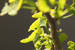 Arbre aux quarantes écus, Ginkgo