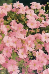 Gypsophile, Gypsophile 'rose foncé'