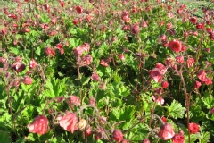 Benoîte des ruisseaux 'leonard's variety'