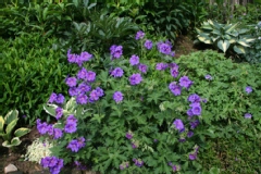 Geranium vivace 'orion'