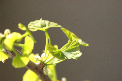 Ginkgo biloba
