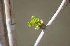 Ginkgo biloba