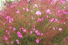 Gaura de lindheimer 'passionate pink'