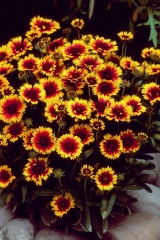 Gaillarde 'kobold'