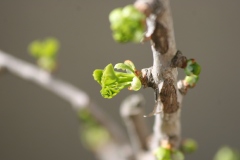 Arbre aux quarantes écus, Ginkgo