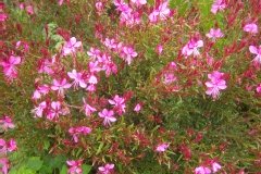 Gaura de lindheimer 'passionate pink'