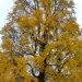 Arbre aux quarantes écus, Ginkgo
