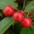 Gaultheria procumbens