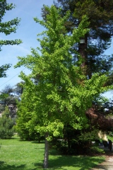 Arbre aux quarantes écus, Ginkgo