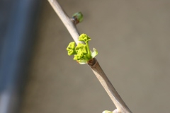 Arbre aux quarantes écus, Ginkgo