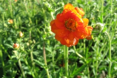 Benoîte 'dolly north'