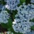 Hydrangea macrophylla 'Ayesha'