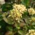 Hydrangea serrata 'Preziosa'