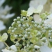 Hortensia paniculé