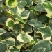 Lierre, Lierre 'gloire de marengo'