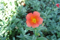 Hélianthème 'fire dragon'