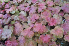 Heuchère 'cherry cola'