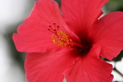 Hibiscus