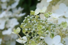 Hortensia paniculé