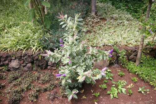Jardin botanique de Funchal à Madère.