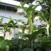 Rose de carême, Ellebore, Hellébore orientale hybride