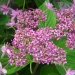 Hortensia 'izu no hana', Hydrangea, Hortensia